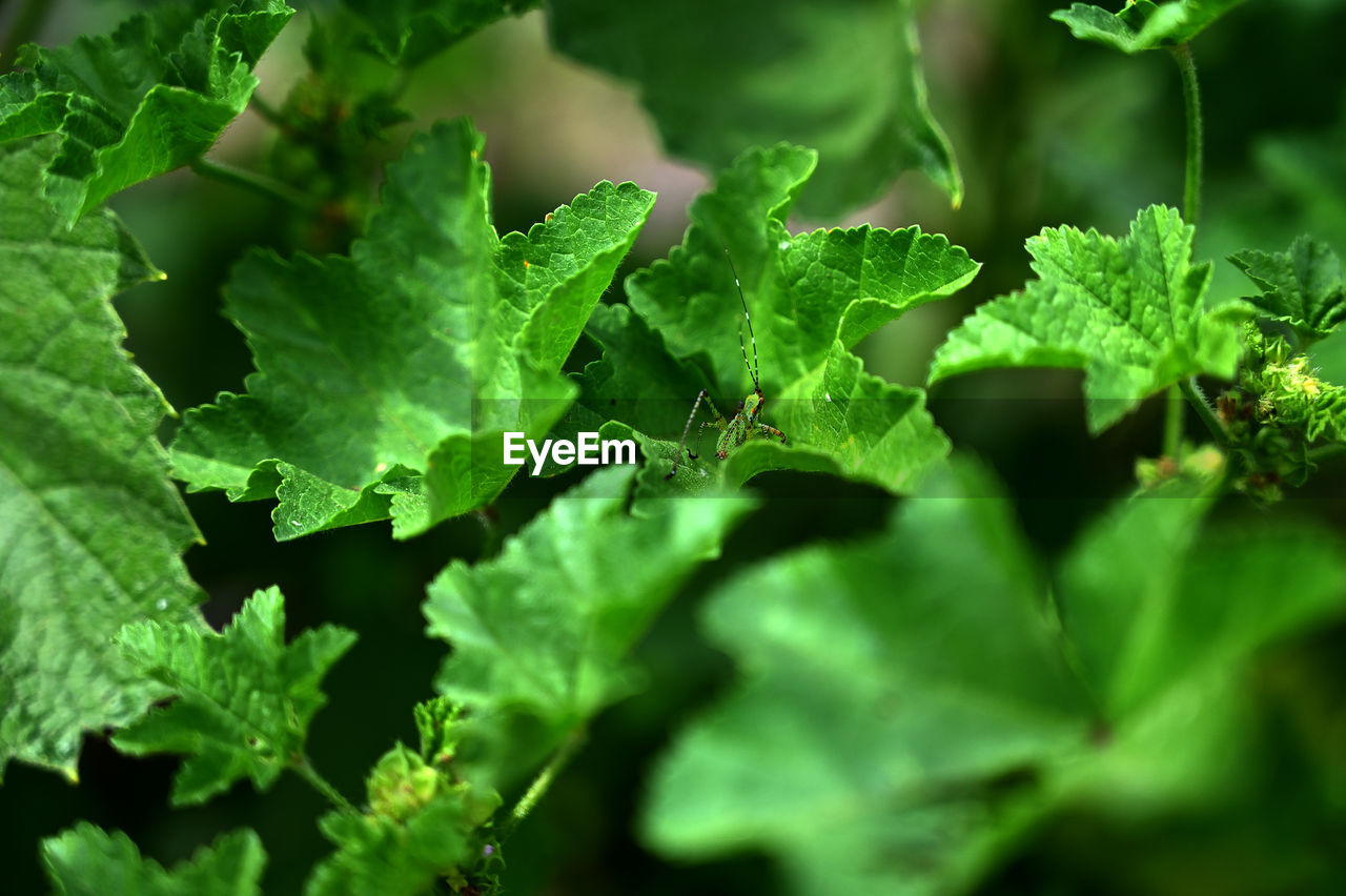 Full frame shot of green leaves