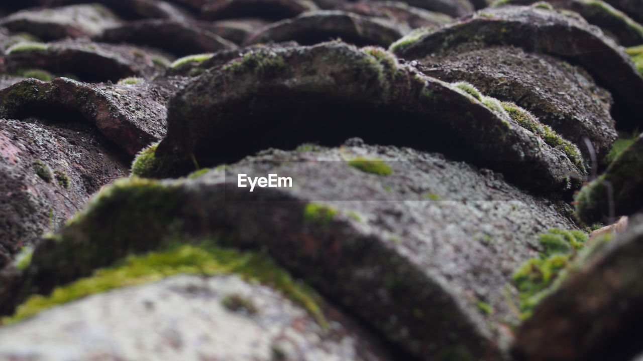 Moss growing on tiled roof