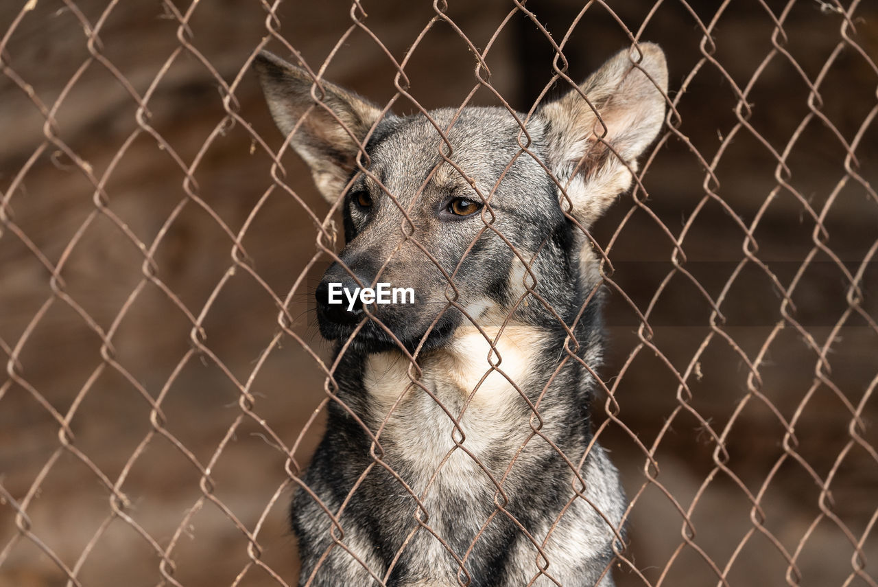 CLOSE-UP OF A DOG ON CHAINLINK FENCE