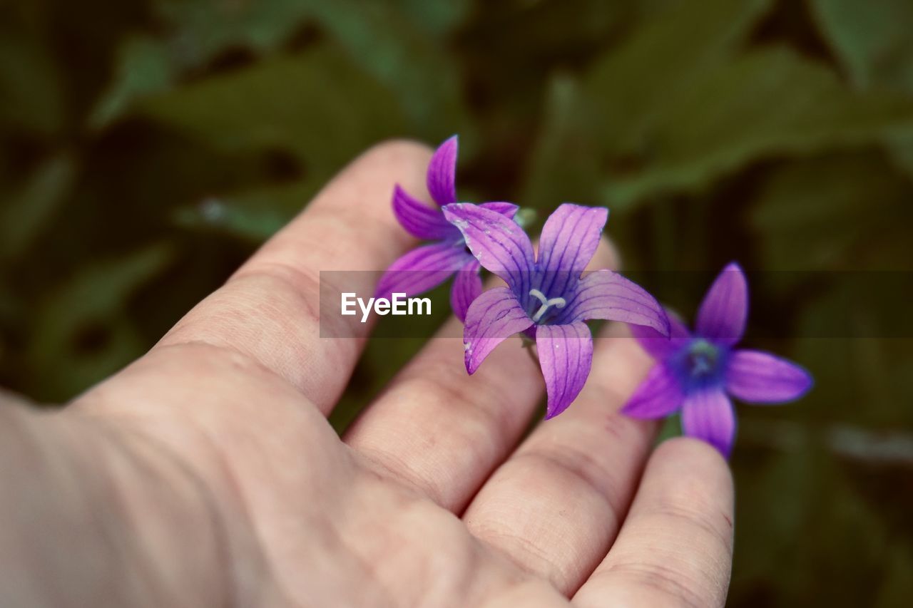 Close-up of hand holding purple flower