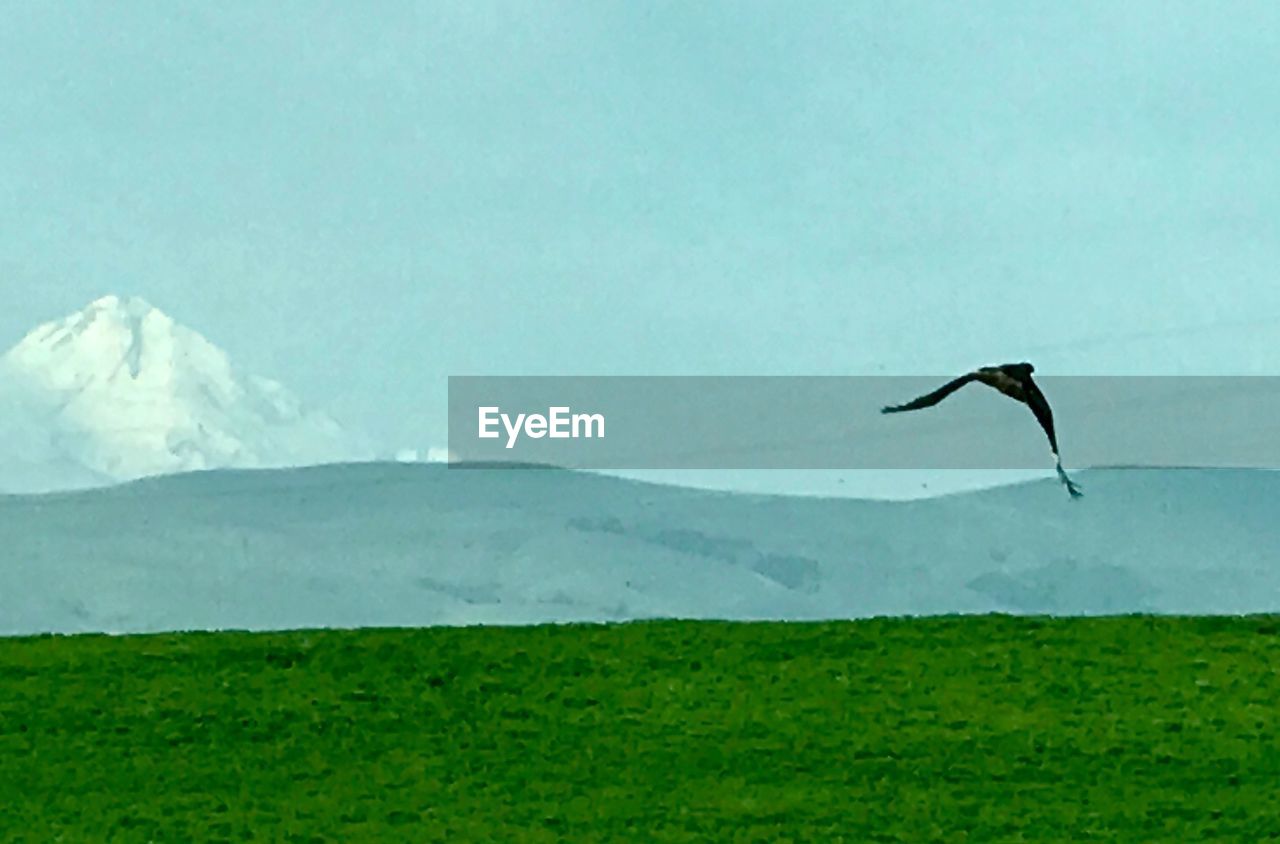 BIRD FLYING OVER MOUNTAINS