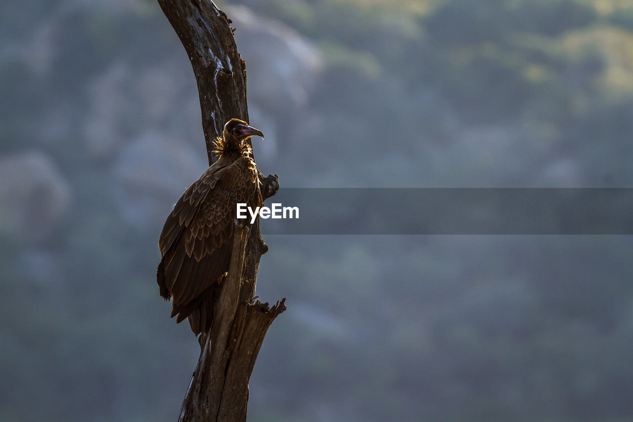 low angle view of bird perching on tree against sky