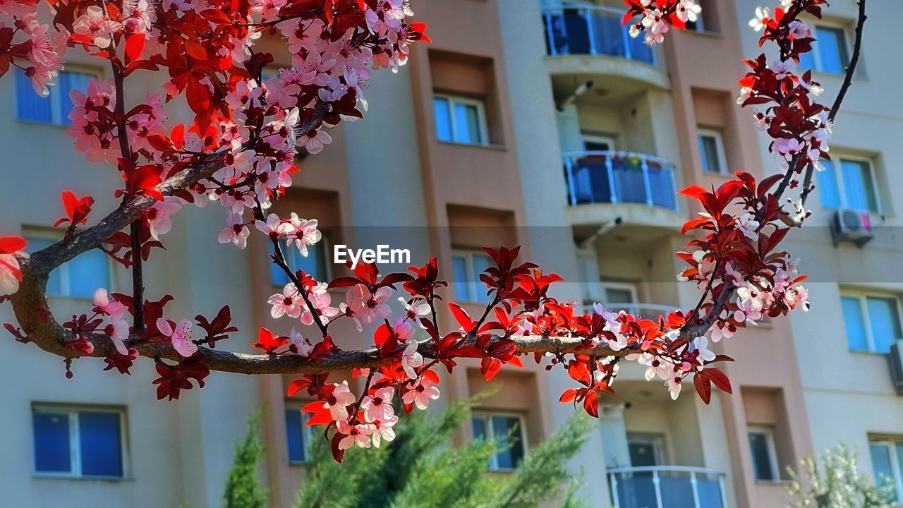 LOW ANGLE VIEW OF RED FLOWERING TREE OUTSIDE HOUSE