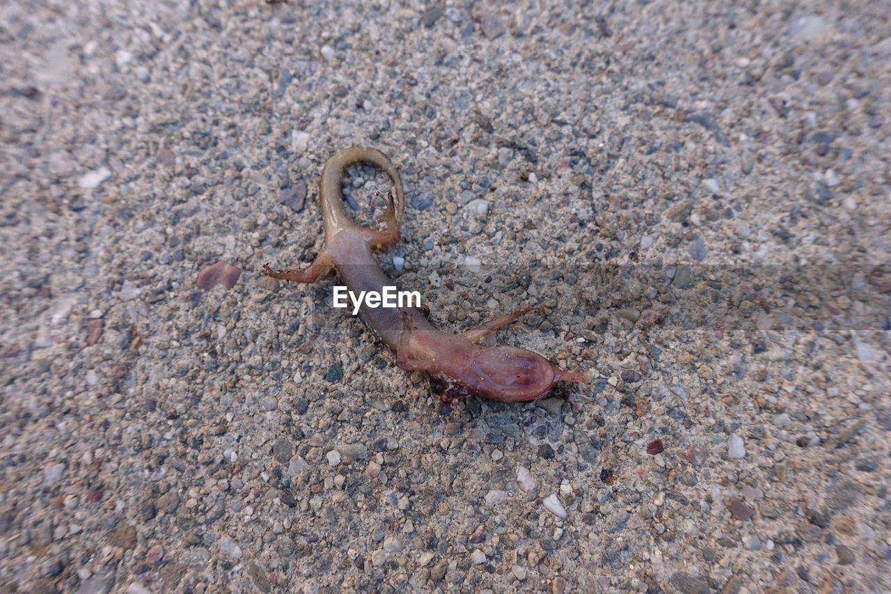 Close-up of dead lizard on road