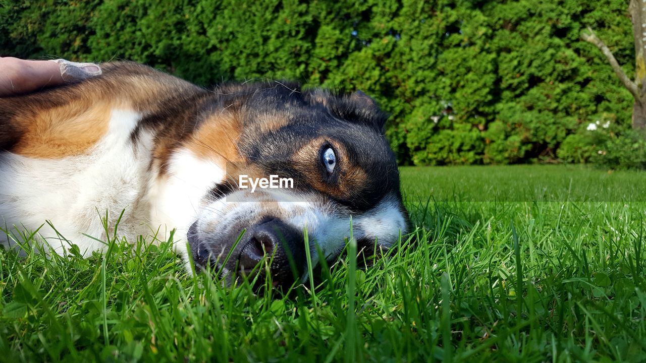 CLOSE-UP OF DOG LYING DOWN
