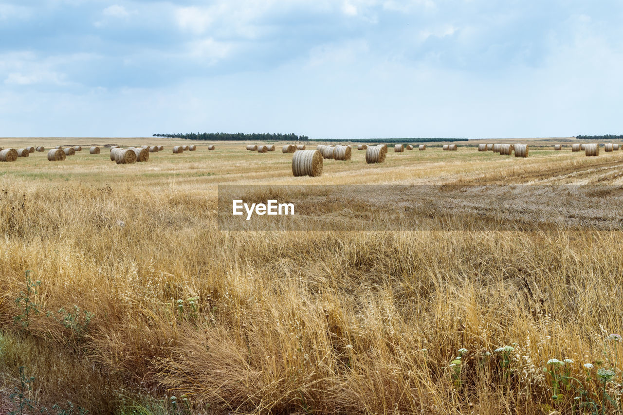 HAY BALES IN FIELD