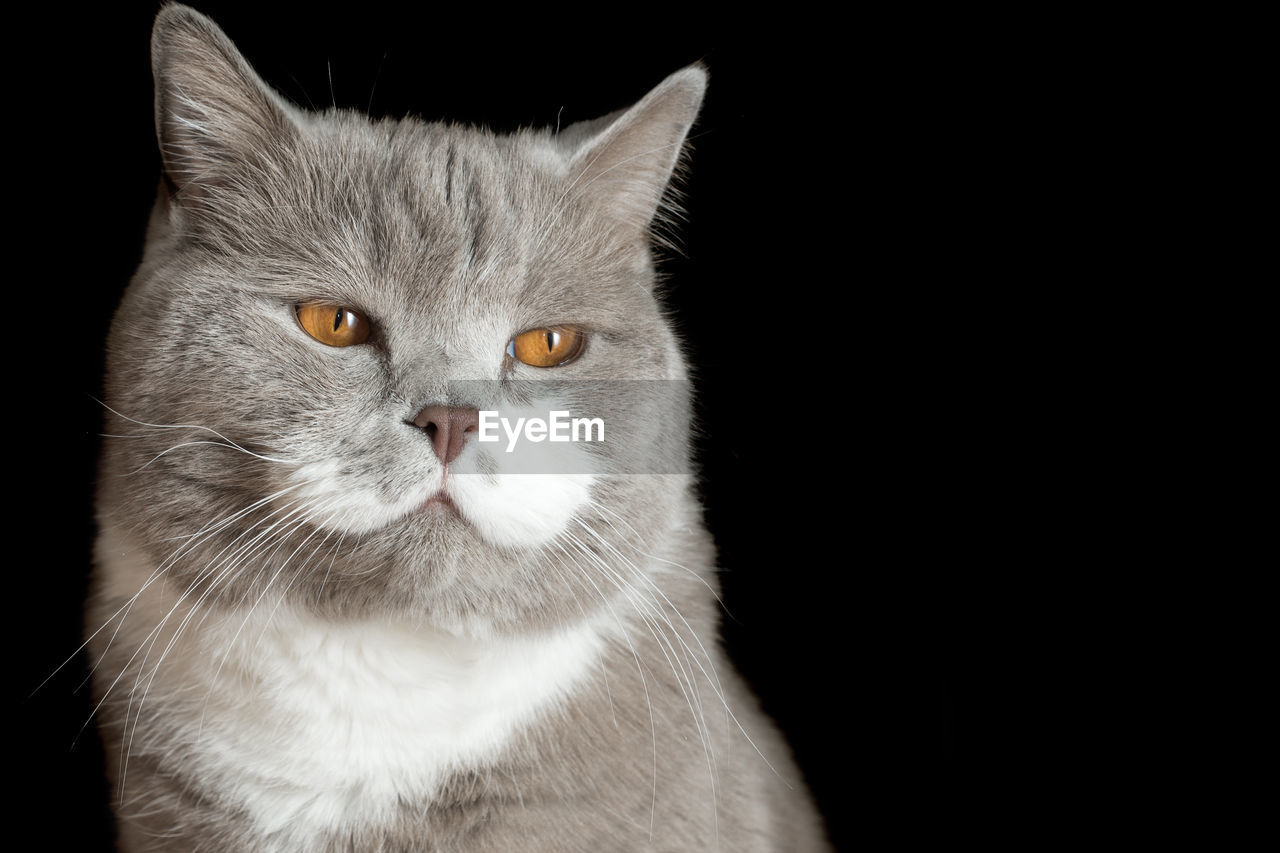 Close-up portrait of cat against black background