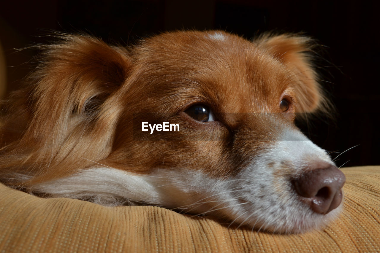 CLOSE-UP OF DOG LYING ON FLOOR