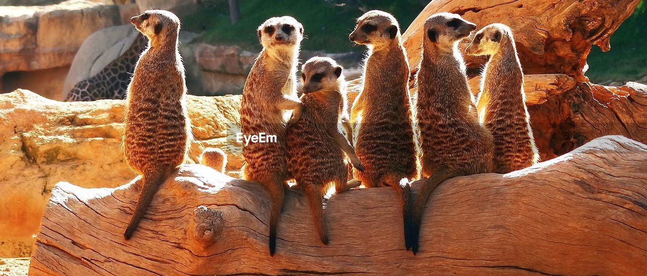 Group of meerkats