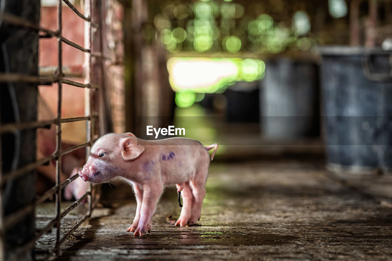 Piglet in pen