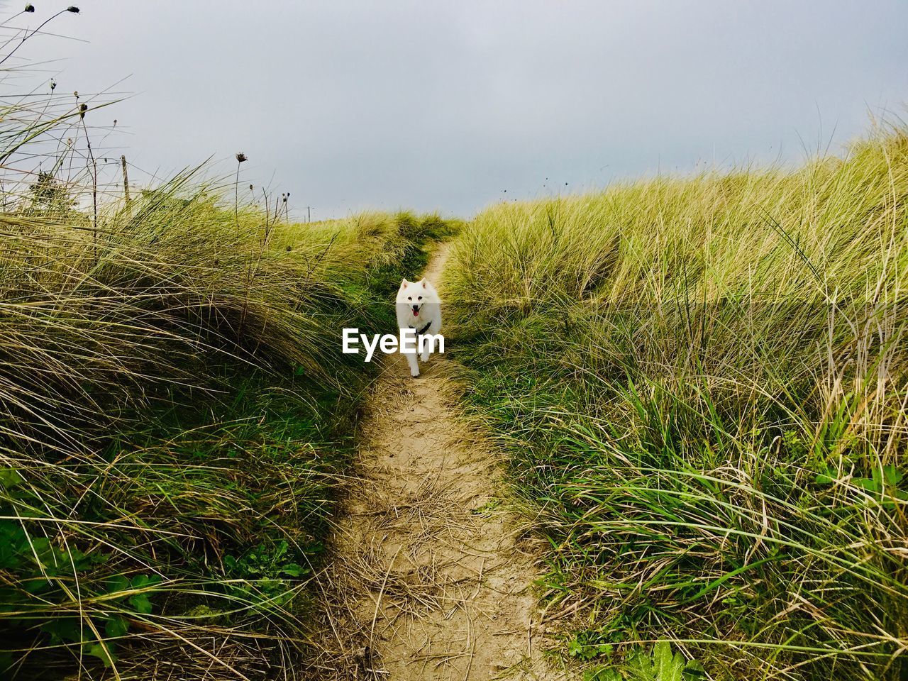 Dog in a field