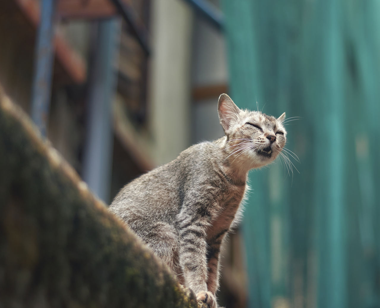 Portrait of a cat sitting on a building wall