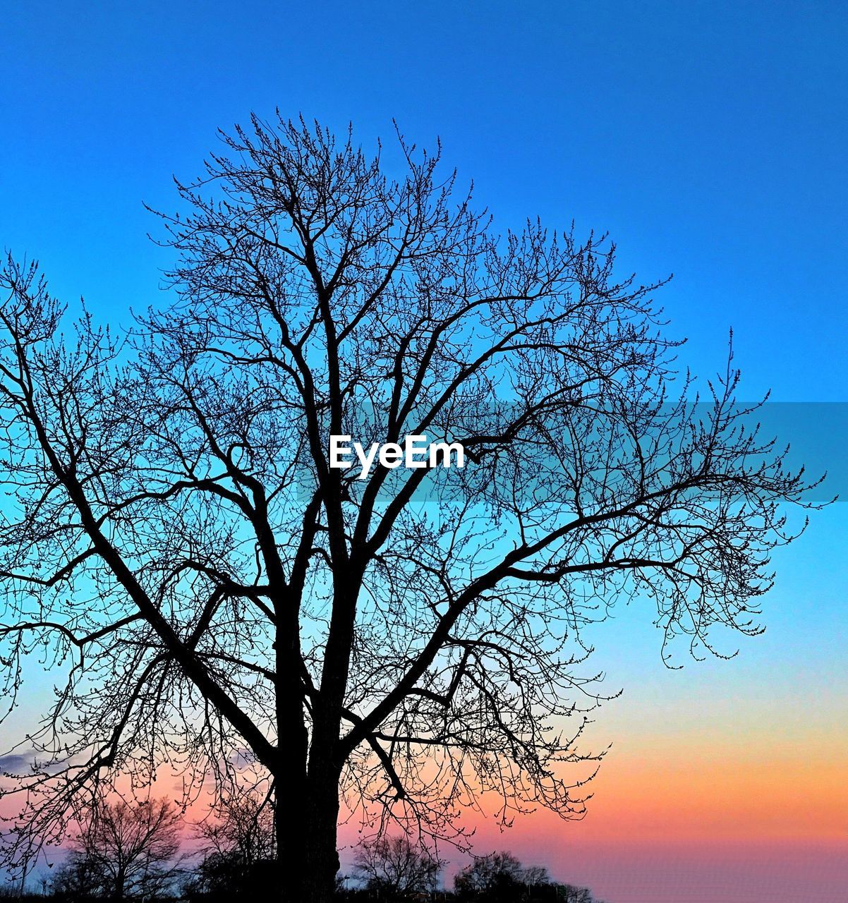 SILHOUETTE OF BARE TREE AGAINST CLEAR SKY