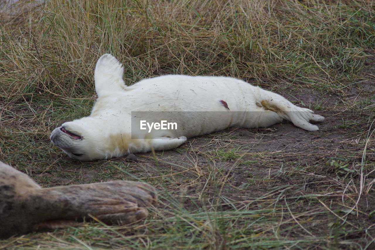 VIEW OF A DOG LYING ON GRASS