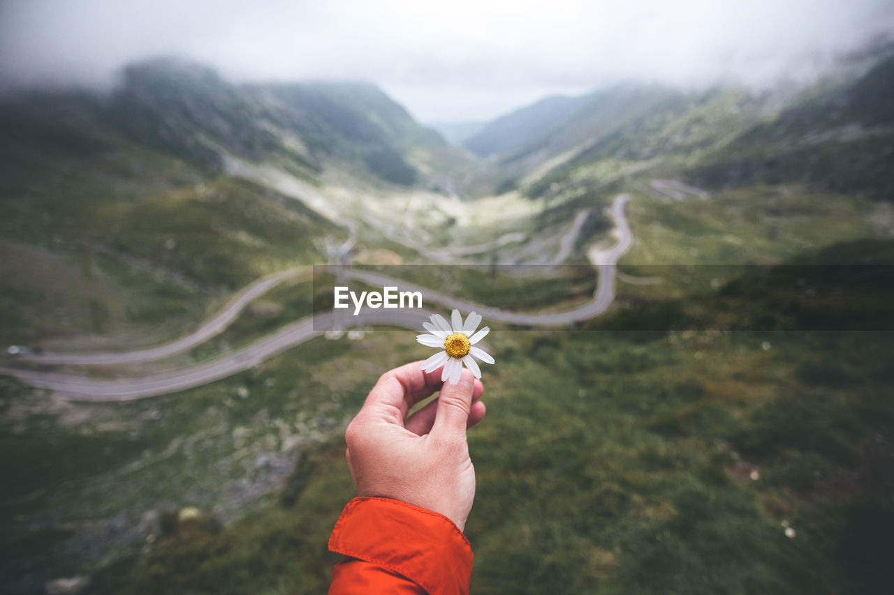 Cropped hand holding flower against mountain