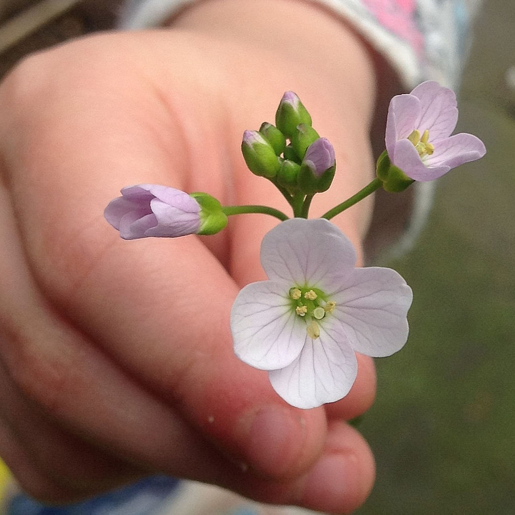 Close-up of hand holding pink flower