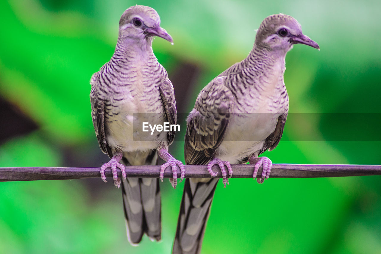 CLOSE-UP OF BIRDS PERCHING ON METAL OUTDOORS