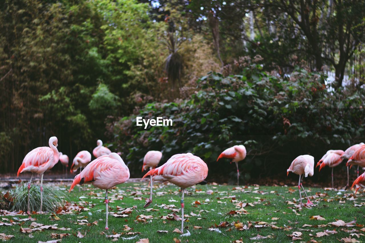 Flamingoes on grassy field at park