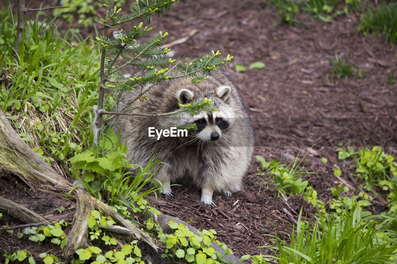 Obese raccoon standing transfixed in garden behind shrub staring ahead 