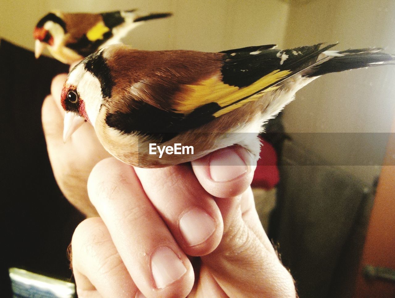 Reflection of cropped hand with gold finch on mirror