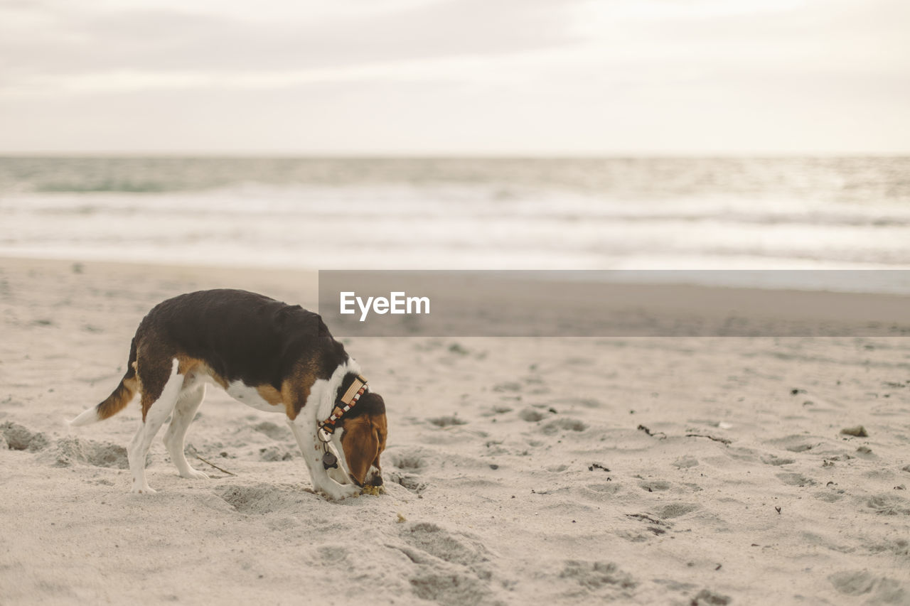 DOG ON BEACH AGAINST SEA