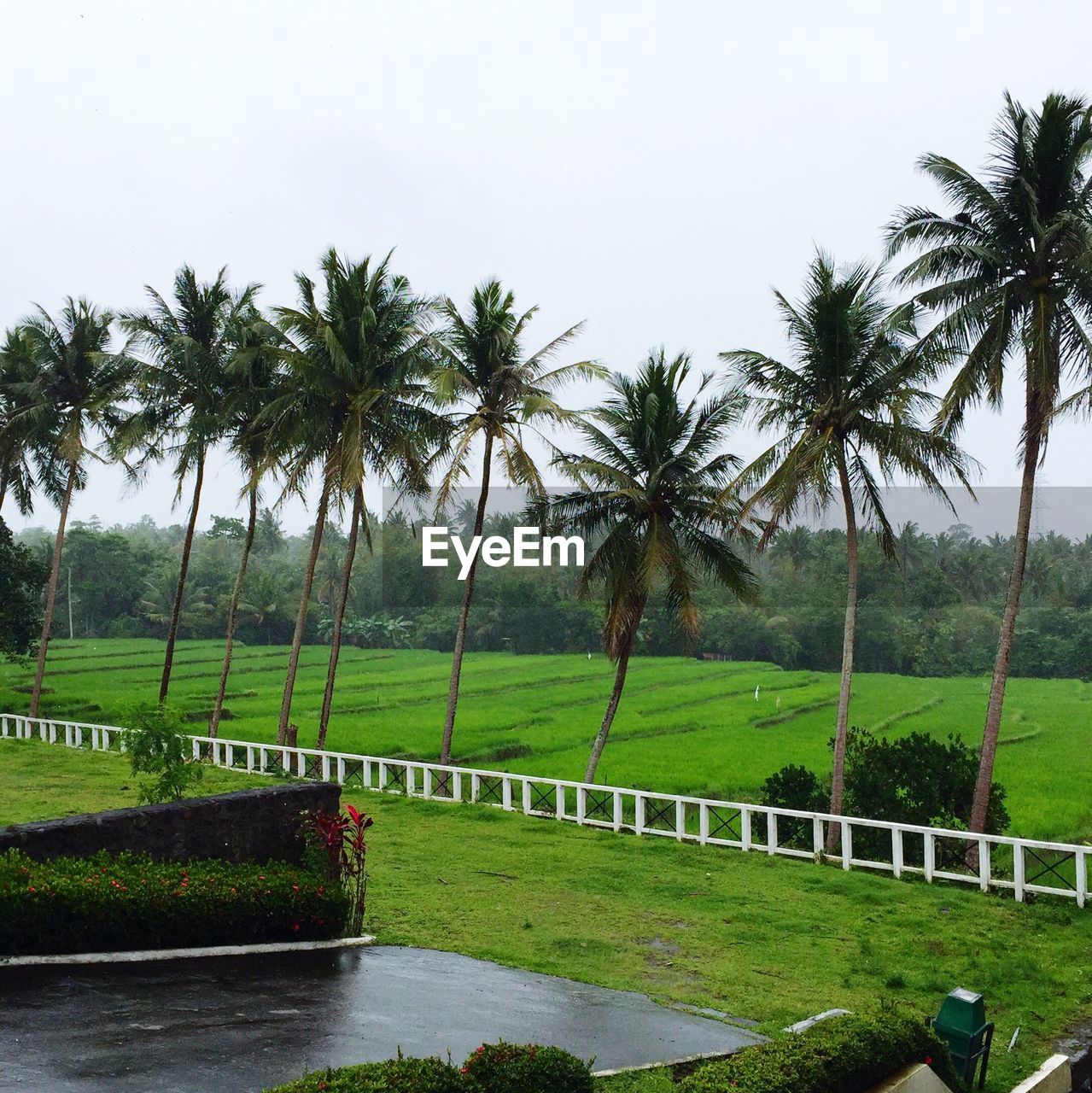 Palm trees on field at park against sky