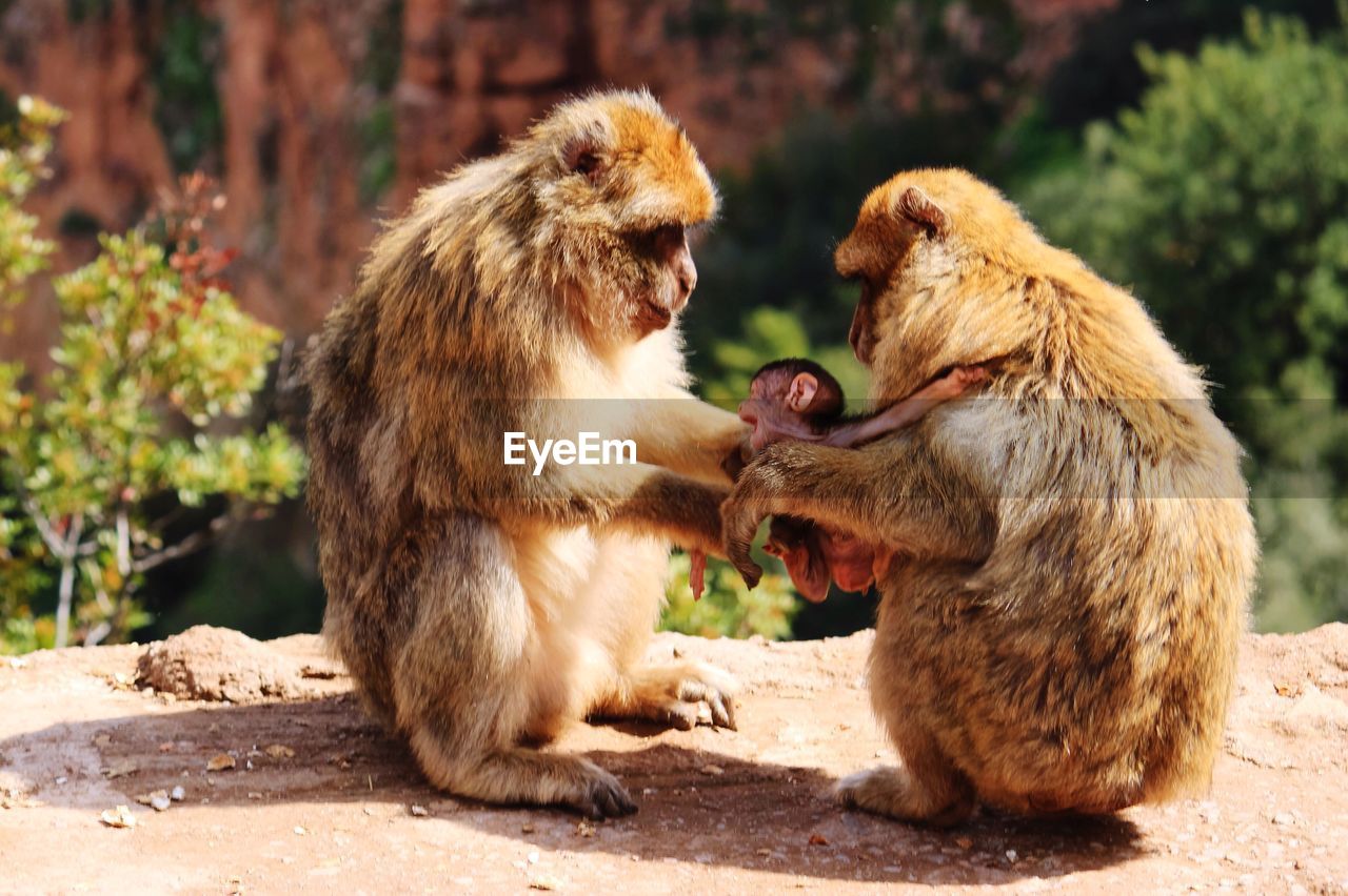 Monkey family sitting on rock