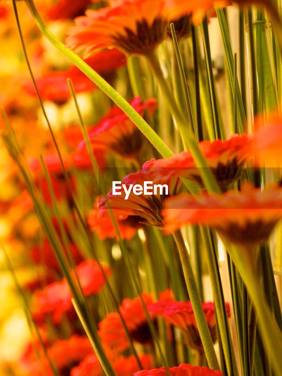 Beautiful orange flowers blooming outdoors