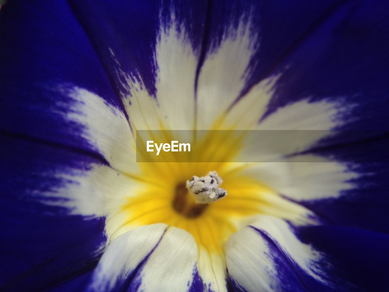 Full frame shot of blue primrose