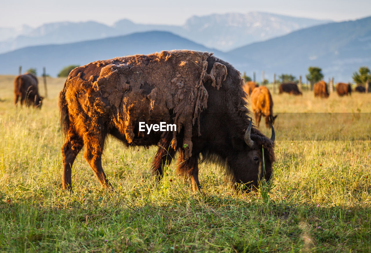 Bison grazing on field