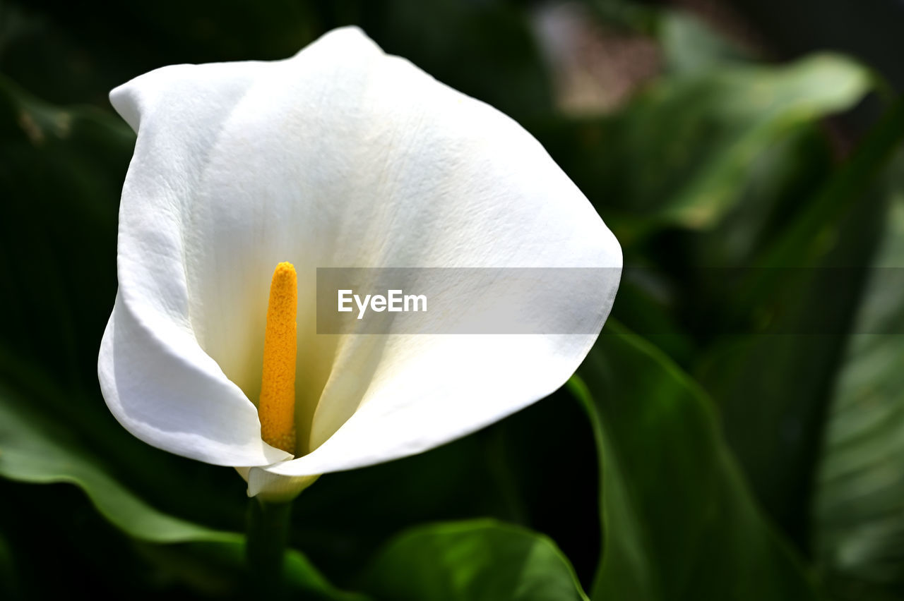 Close-up of white rose flower