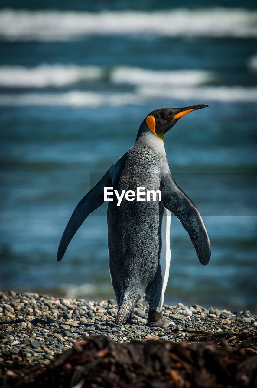 King penguins at inutil bay