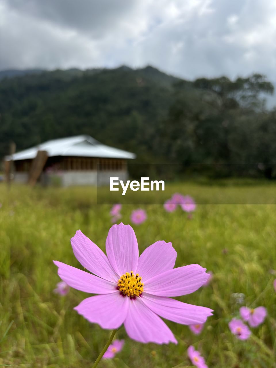 close-up of white flowers blooming outdoors
