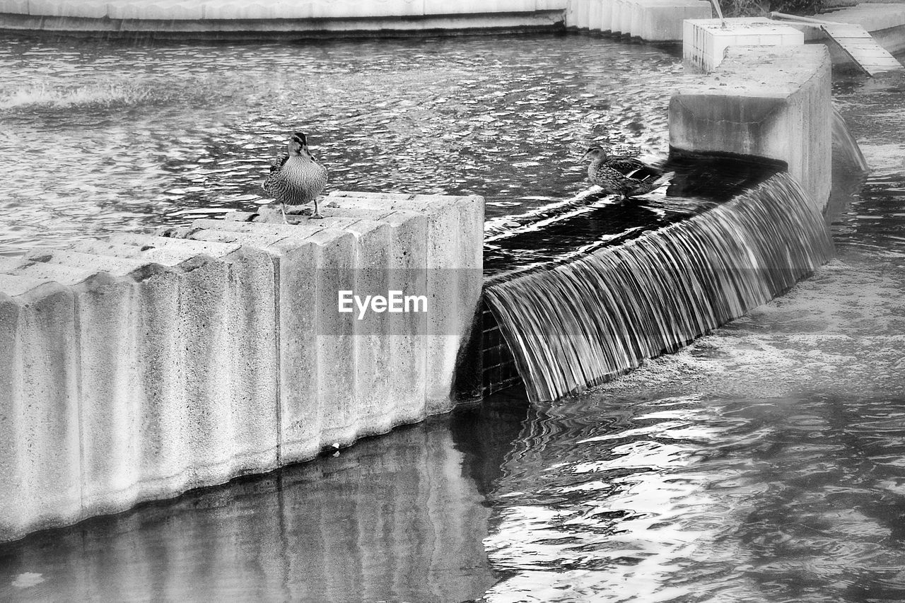 Ducks perching on wall