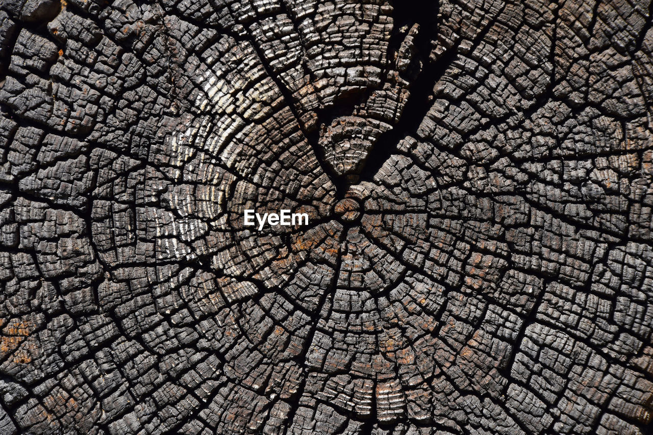 Detail shot of tree stump