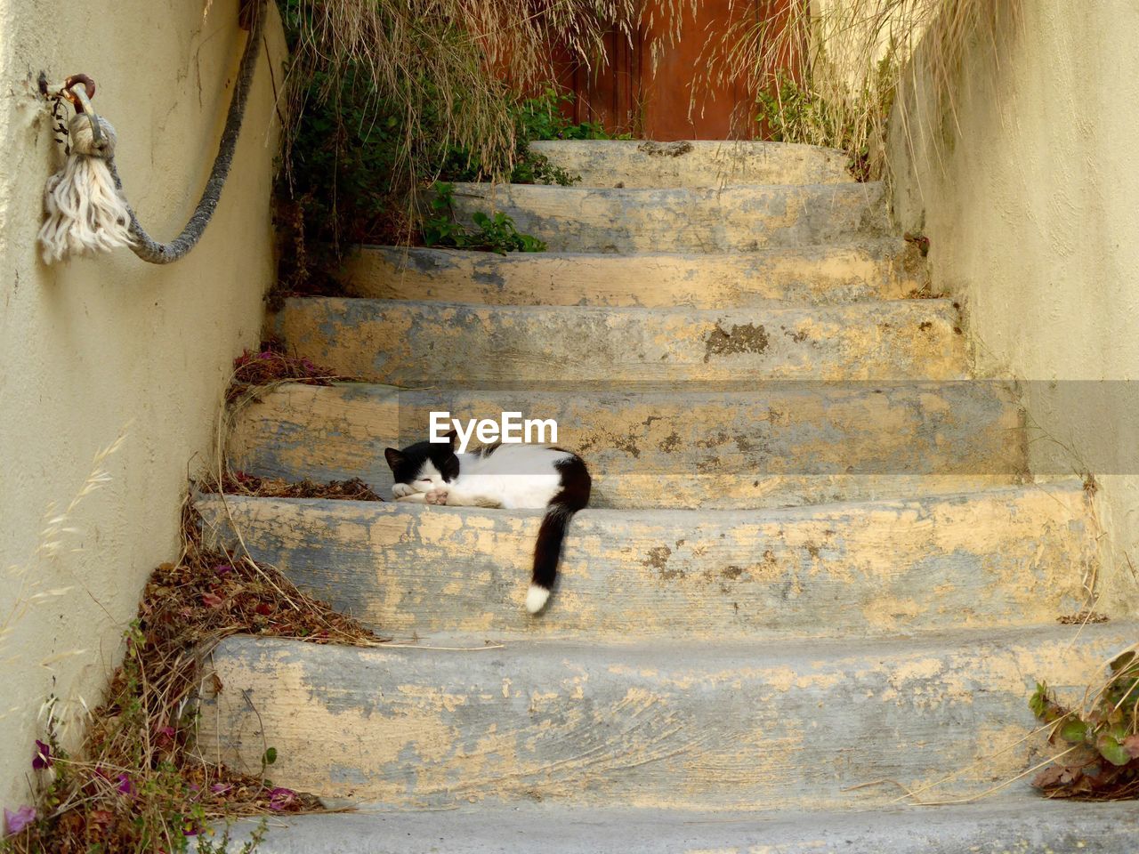 Cat sleeping on steps