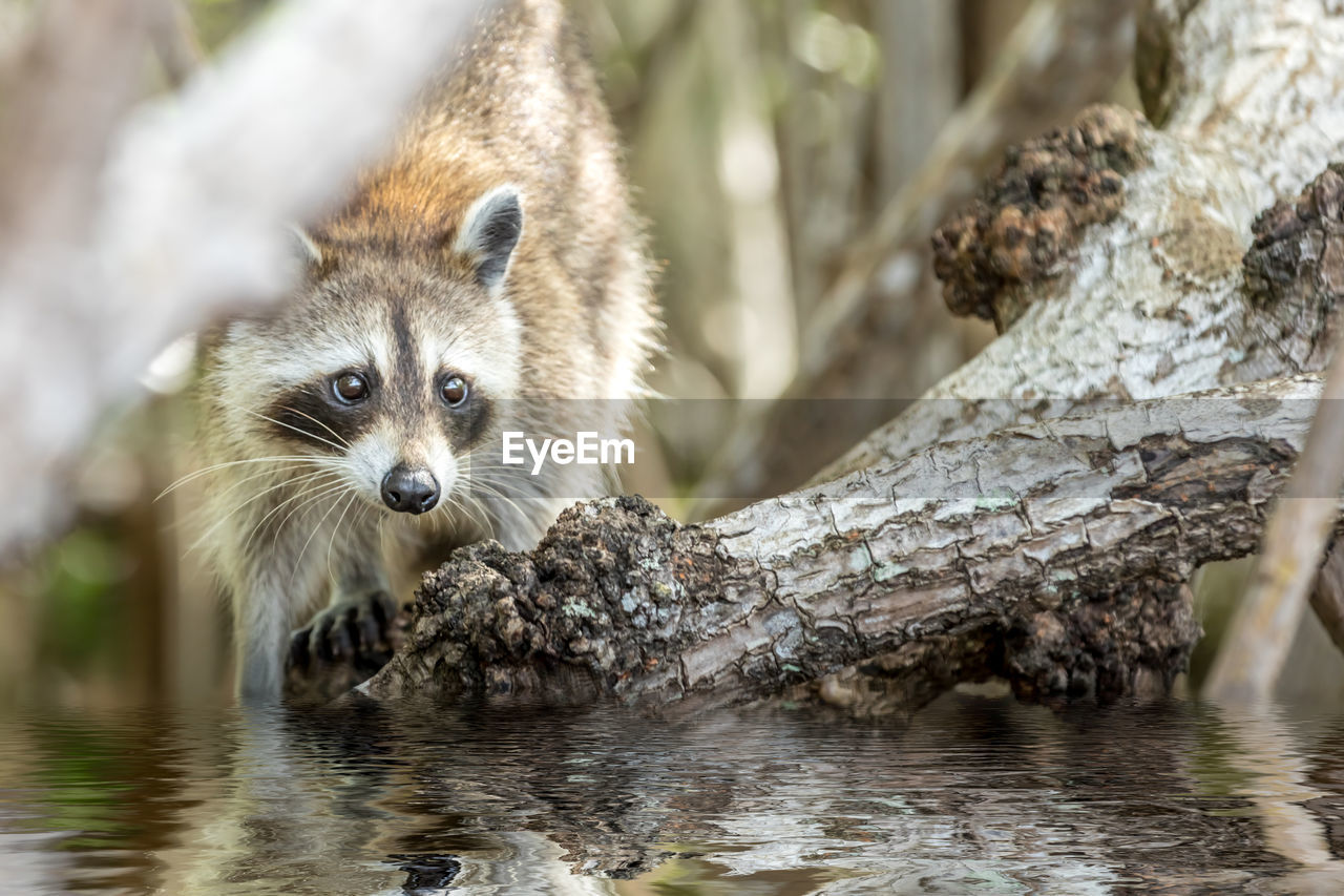 Portrait of a racoon in water