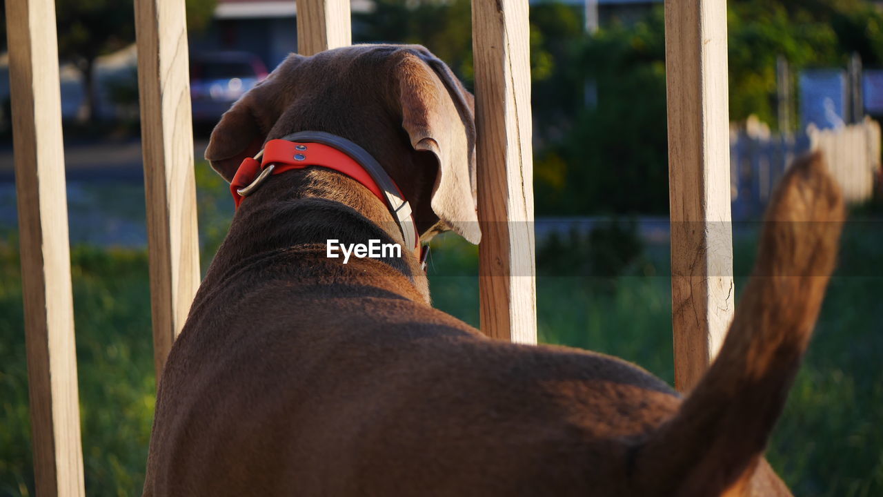 Rear view of dog by railing