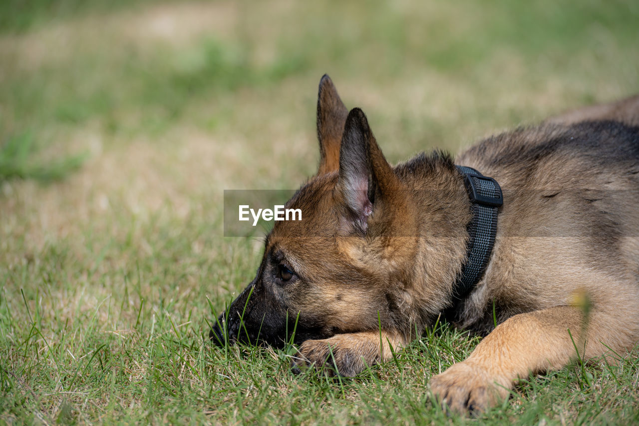 DOG RELAXING ON FIELD