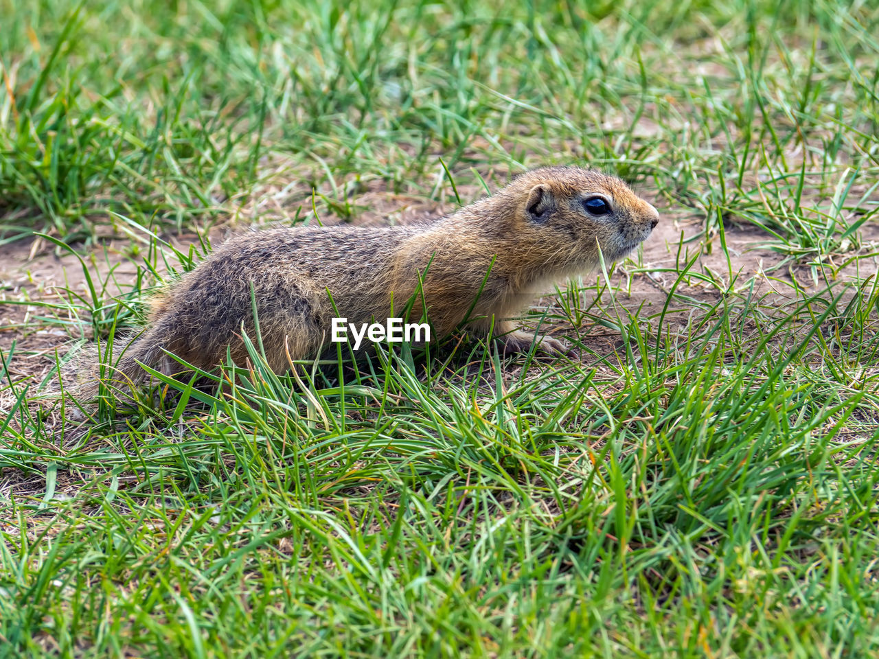 animal, animal themes, animal wildlife, wildlife, one animal, grass, mammal, plant, rodent, squirrel, nature, no people, green, land, day, outdoors, side view, field