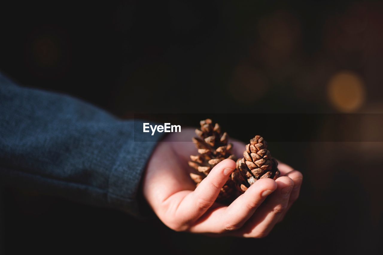 Close-up of hand holding pine cone