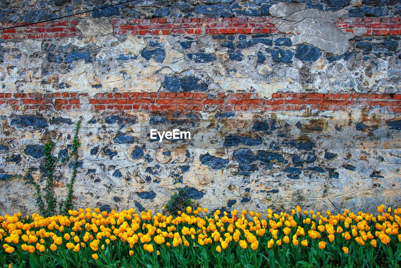 FULL FRAME SHOT OF YELLOW FLOWERING PLANT AGAINST WALL