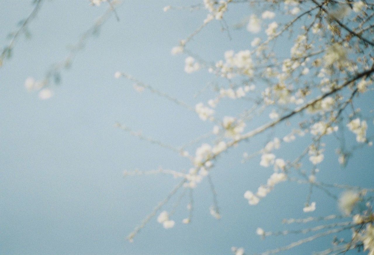 LOW ANGLE VIEW OF FLOWERS ON TREE