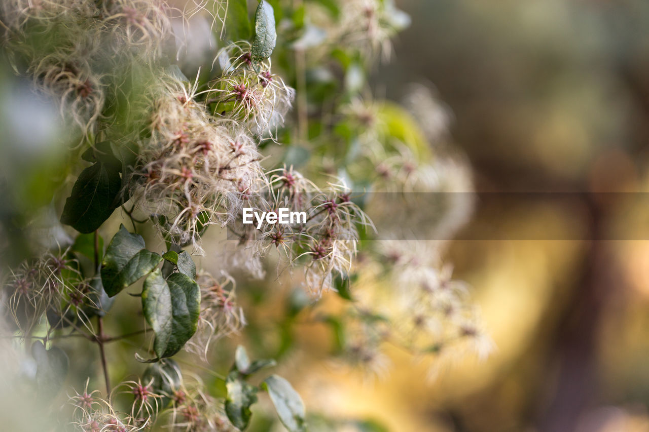 CLOSE-UP OF FLOWER PLANT