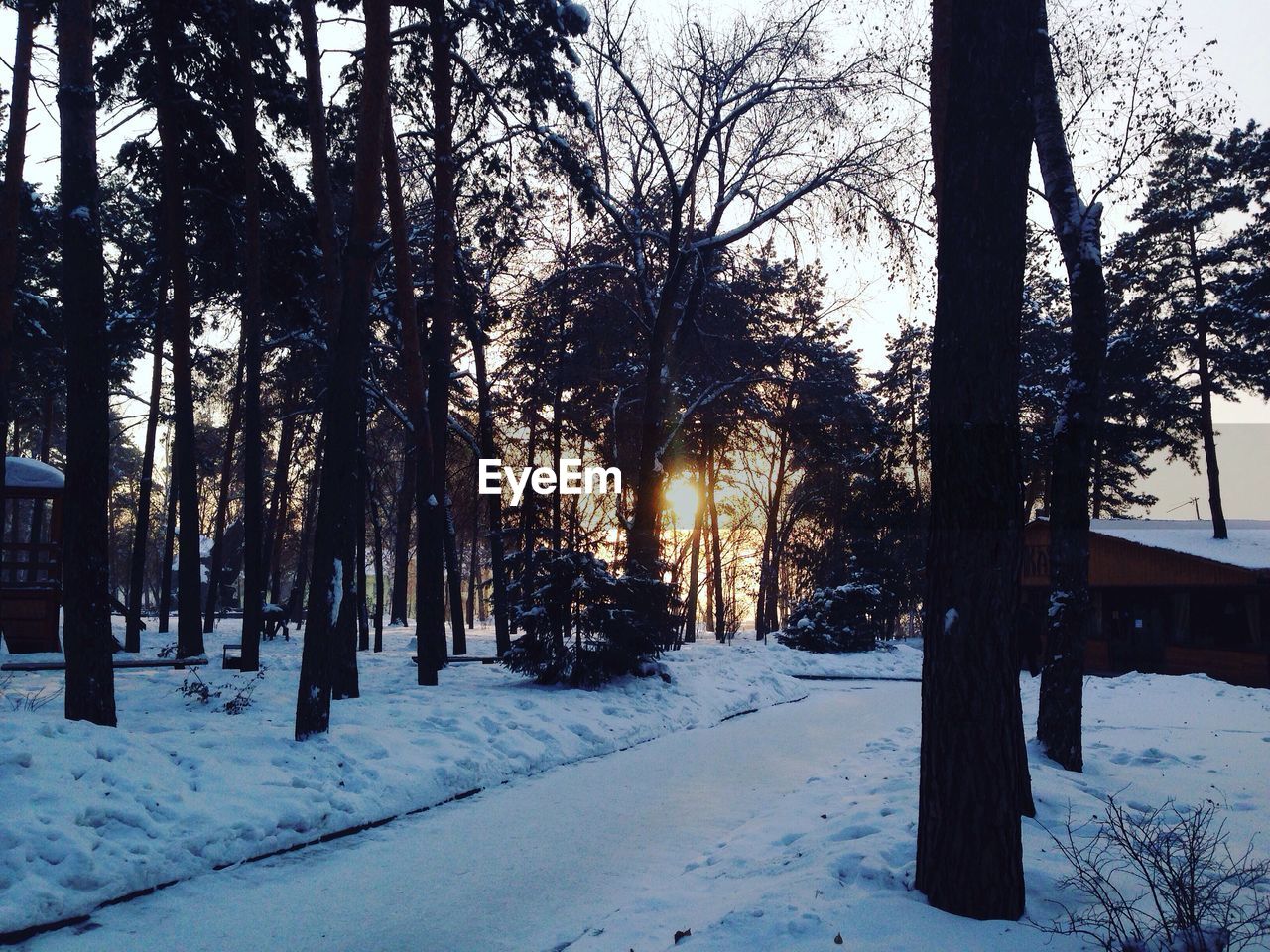 TREES IN SNOW COVERED FOREST