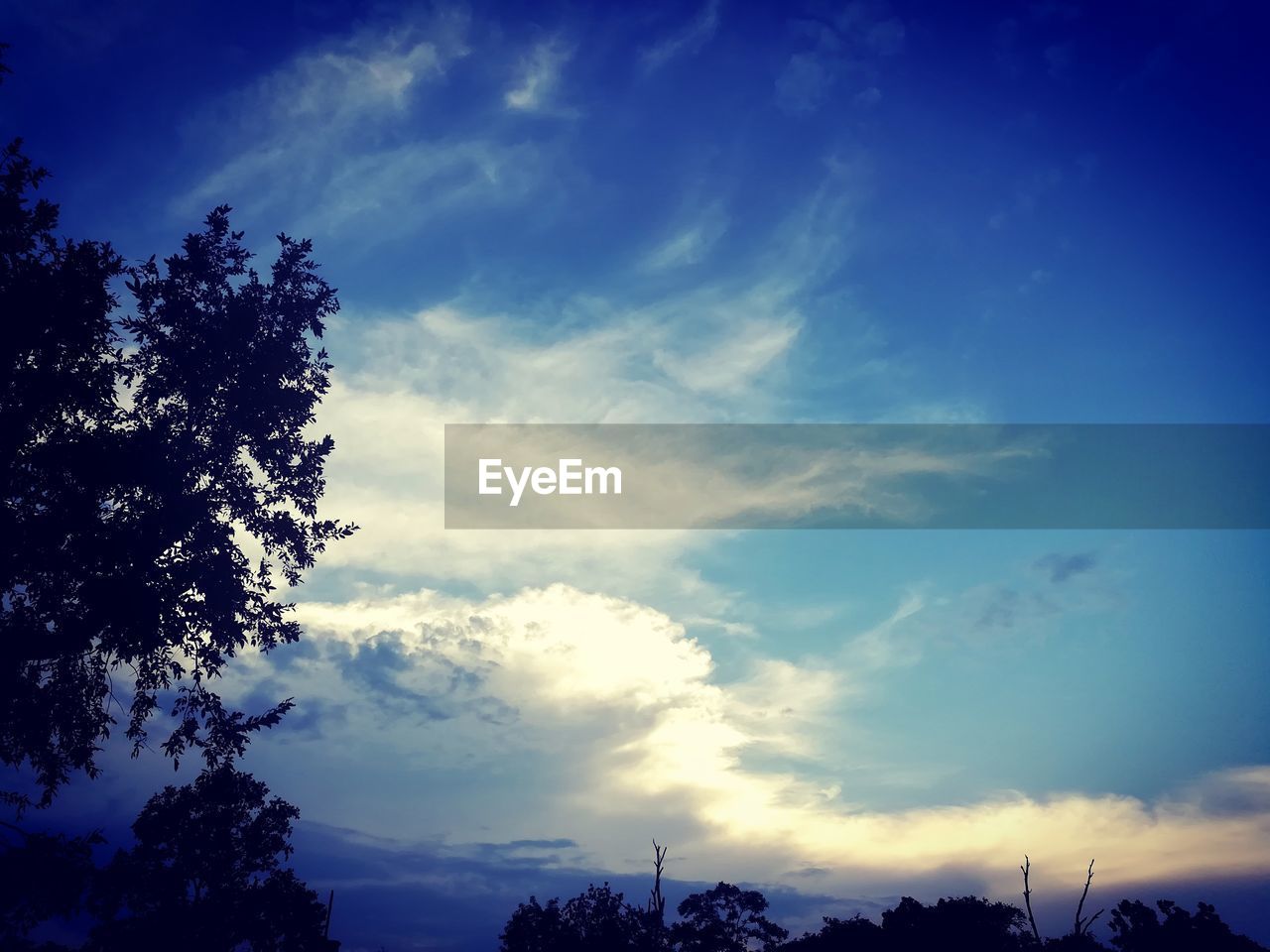 LOW ANGLE VIEW OF TREE AGAINST SKY