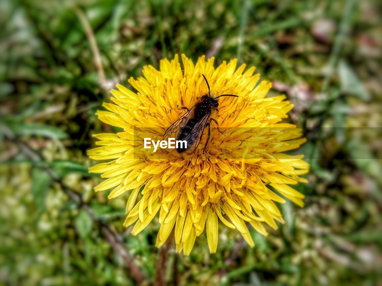 CLOSE-UP OF HONEY BEE POLLINATING ON FLOWER