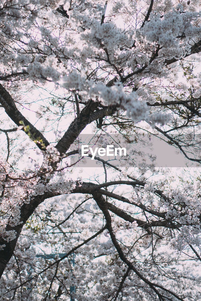 low angle view of cherry blossom in spring
