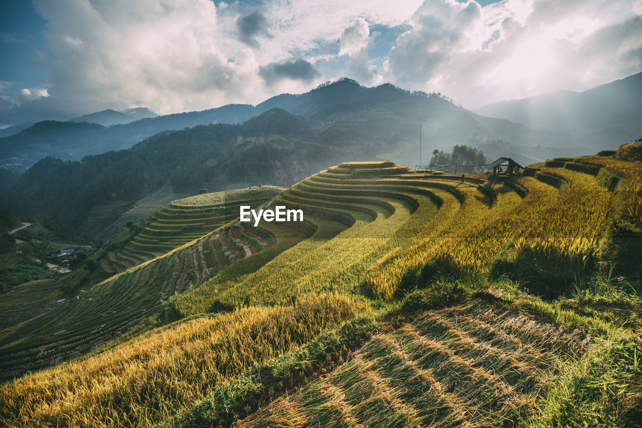 Scenic view of agricultural field against sky