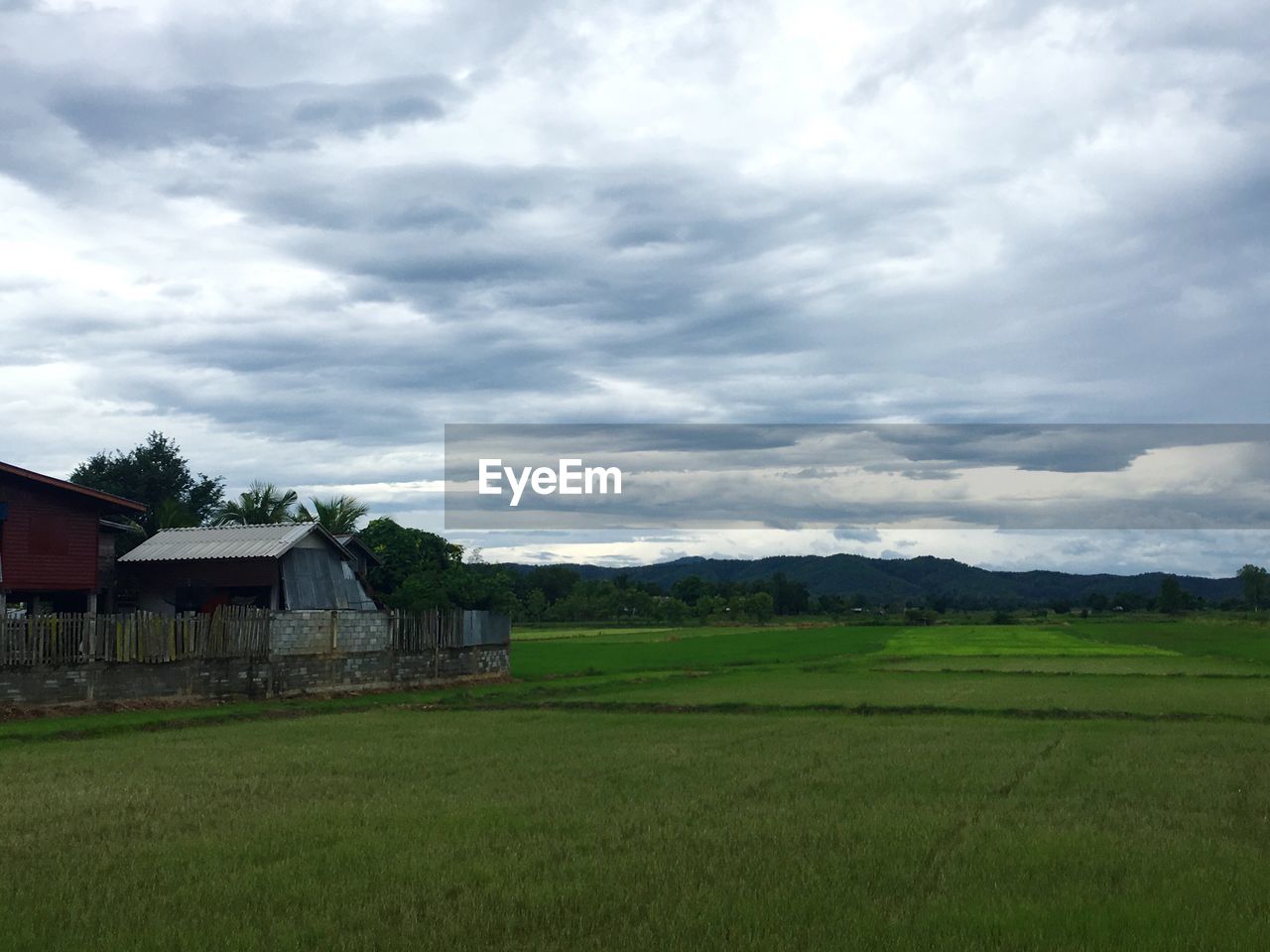 Scenic view of agricultural field against sky